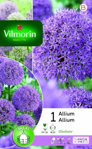 Allium Giganteum